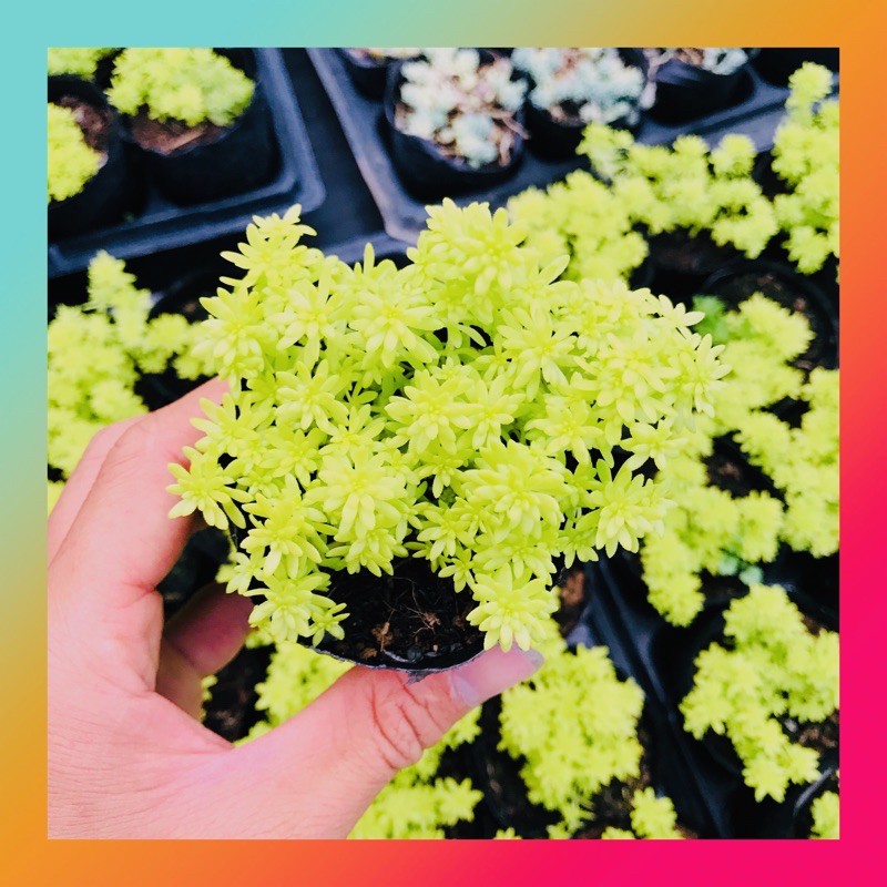 Sen đá cỏ sedum vàng SONDA GARDEN size bé 4-5cm, xuất xứ Đà Lạt, khoẻ đẹp, lỗi 1 đổi 1