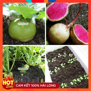 Hạt giống Củ cải tròn xanh ruột đỏ Thái Lan Ngon hơn Đẹp hơn( gói 2 gam)