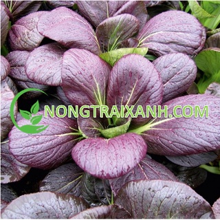 5gr - hạt giống cải thìa/ cải chíp tím