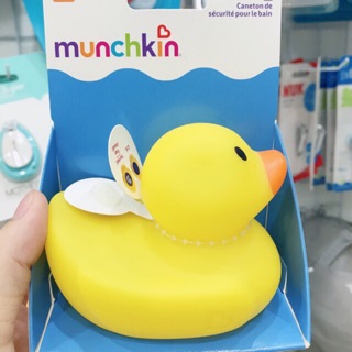Vịt vàng báo nóng Munckin