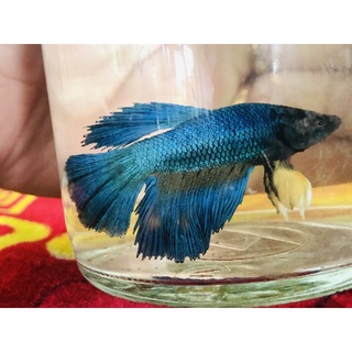 Betta Siêu Đẹp  1 em .Tặng Thức  ăn