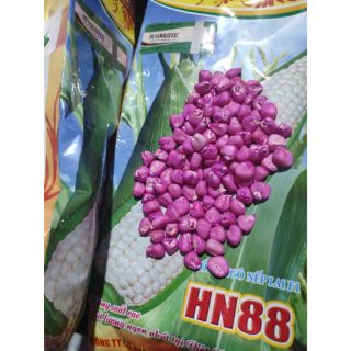 Hạt giống NGÔ NẾP LAI HN 88 (bán lẻ 3k 30 hạt)