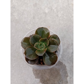 SEN ĐÁ NHẬT NGUYỆT SIZE VỈ