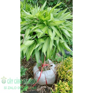Trúc bách hợp cao 1m1