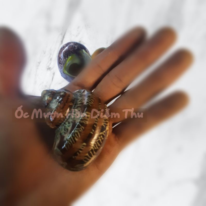 Vỏ Ốc Xà Cừ,Gai,Đá Size Lớn