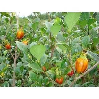 Hạt Dành Dành Khô 100G