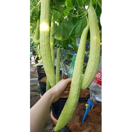 💥 Hạt giống Dưa Chuột Rắn Mỹ  siêu dài 🍎 Dòn Ngon💥 độc lạ rất dễ trồng