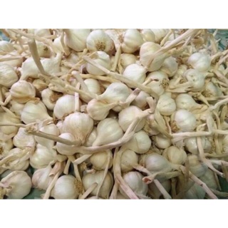 TỎI LÝ SƠN ĐẶC SẢN QUẢNG NGÃI.LẺ 1KG