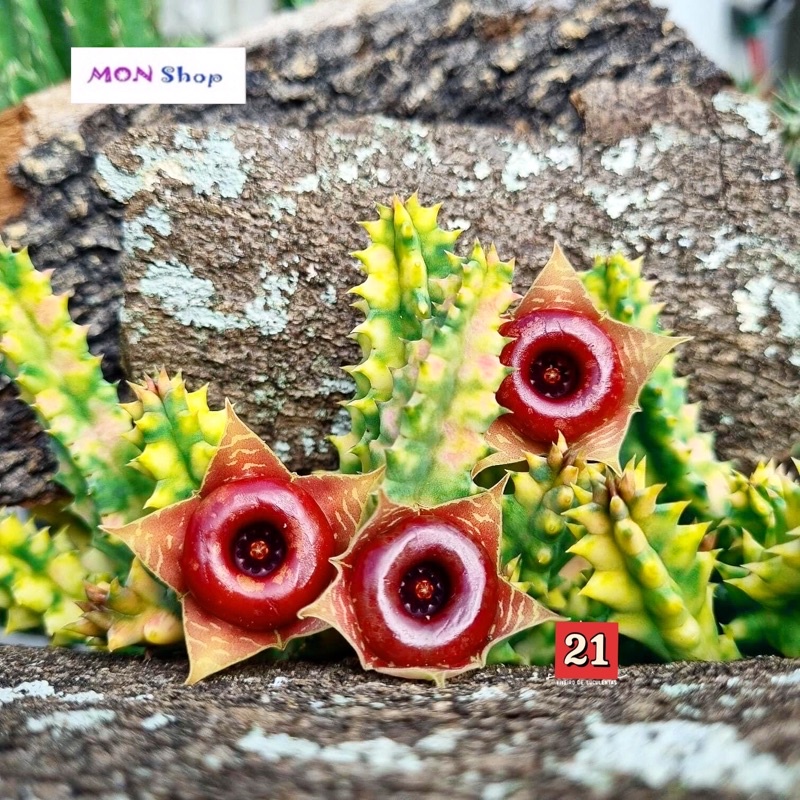 Xương rồng sao biển var hoa đẹp xương rồng sao biển lem vàng xanh Huernia Variegated