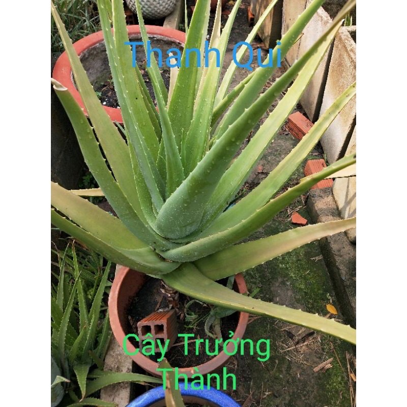 Set 6 Cây nha đam giống  siêu đẻ nhanh