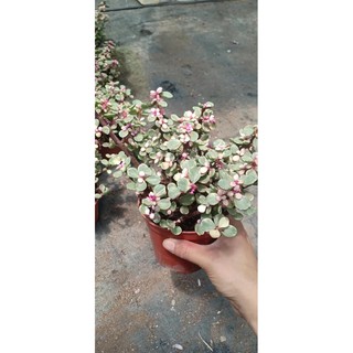 Châu cây sen đá Dolla hồng cẩm thạch bụi lớn - Trang Flower