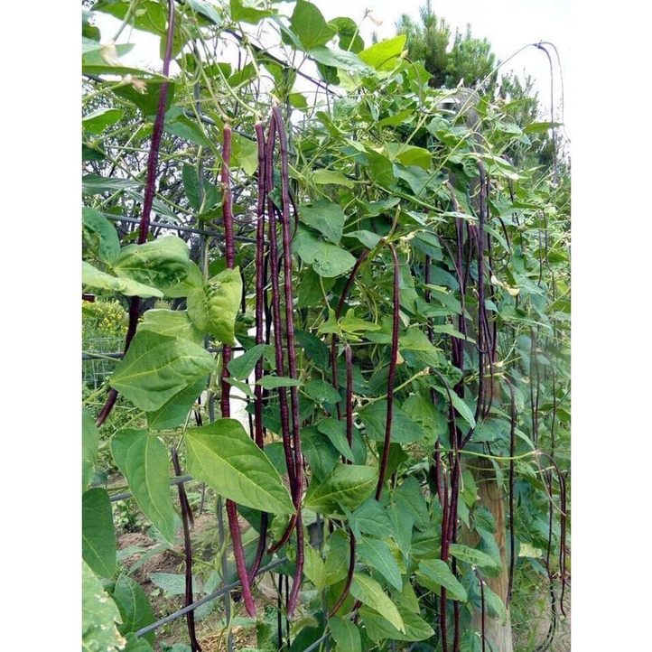 Hạt giống đậu đũa siêu dài - rau củ quả trồng chậu, sân vườn ban công ngon ngọt nảy mầm cao 10gr RADO 657