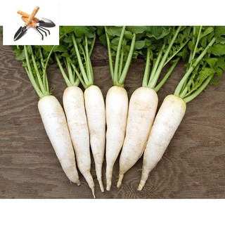 🍀HẠT GIỐNG CỦ CẢI ĂN LÁ, MUỐI DƯA🍀 NĂNG XUẤT CAO CHỐNG CHỊU SÂU BỆNH TRỒNG HOA TẾT