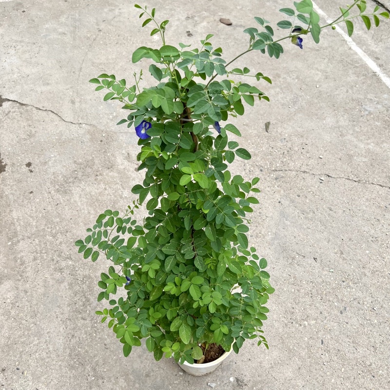 Chậu cây hoa đậu biếc cao 45-55cm, cây hoa leo giàn, ban công tạo bóng mát, trồng trang trí sân vườn