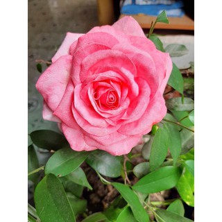 Hoa hồng cài áo cao cấp