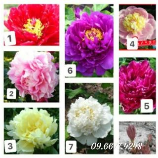 Củ hoa mẫu đơn đủ màu , nhiều mầm trên 1 củ