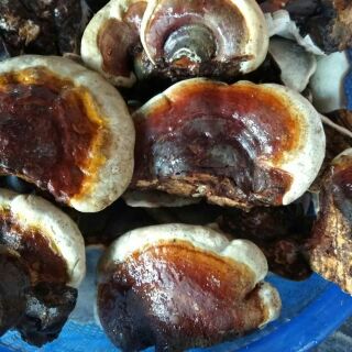 Nấm Linh Chi rừng thái lát (500gr)