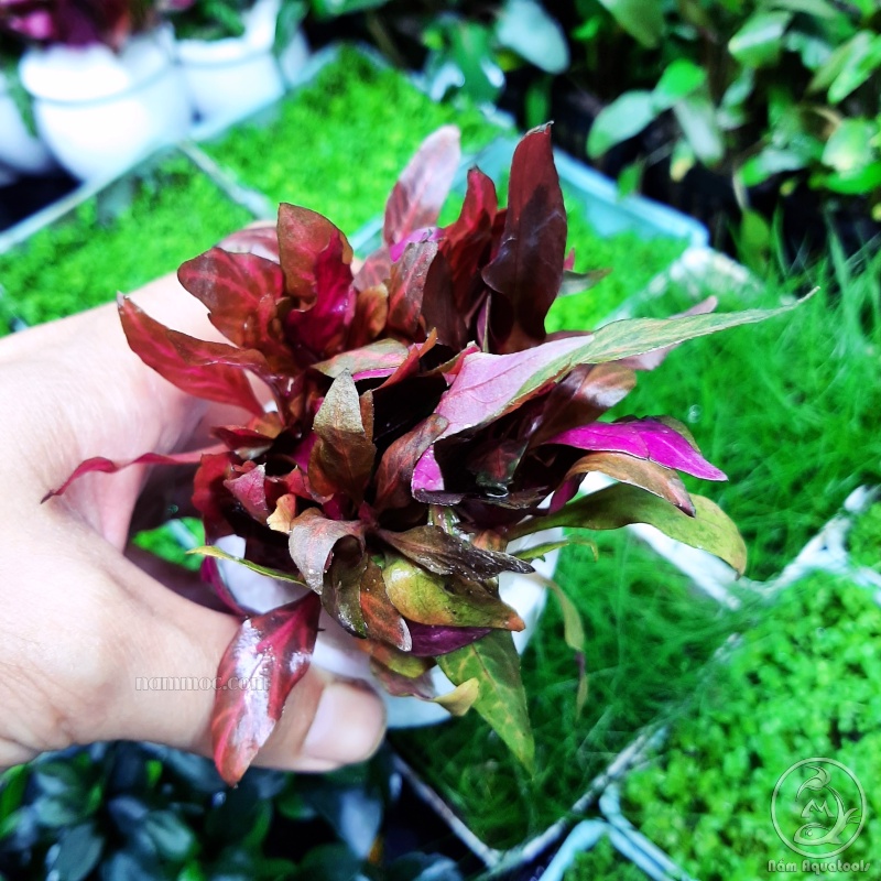 Cây Huyết Tâm Lan Gân Trắng | Cây Thuỷ Sinh Trung Cảnh, Hậu Cảnh Với Màu Đỏ Cực Đẹp