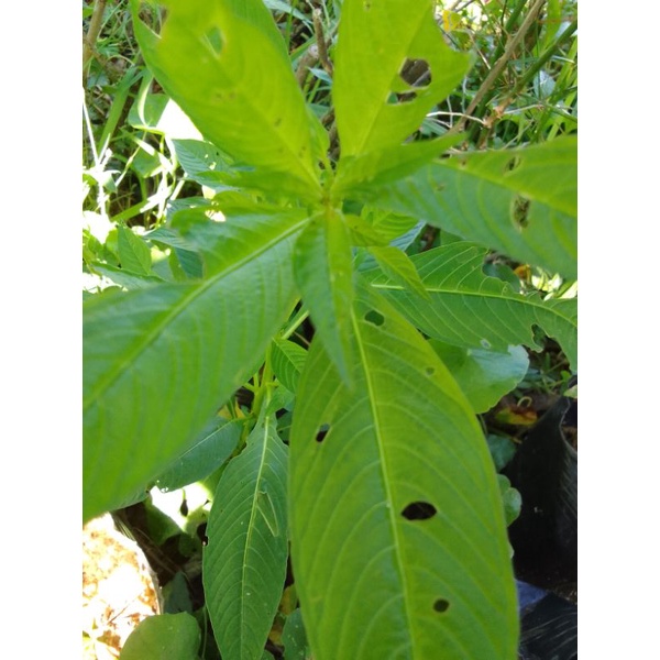 1 Cây rau mương tươi có bầu đất