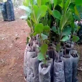 combo 3 bầu cây giống cây trà (chè ) xanh