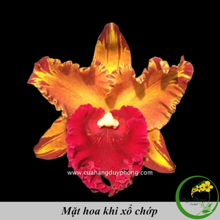 CATTLEYA -  HẮC TÙNG | Bán nguyên chậu, dòng Catt xổ chớp rất đáng sưu tầm