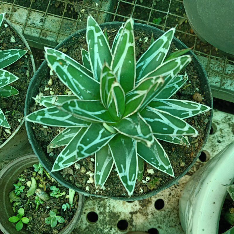 Dứa agave Vitoria ( tuyết giới)