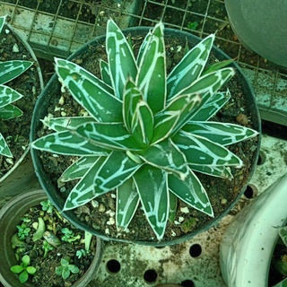 Dứa agave Vitoria ( tuyết giới)
