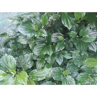 Lá lốt tươi nhà trồng 100 gram