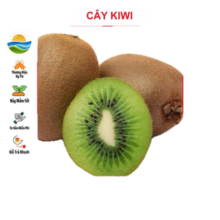 Hạt giống quả kiwi 30 hạt