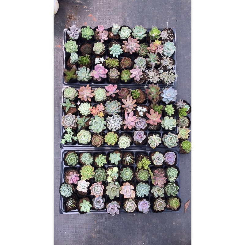 Combo 100 bầu sen đá