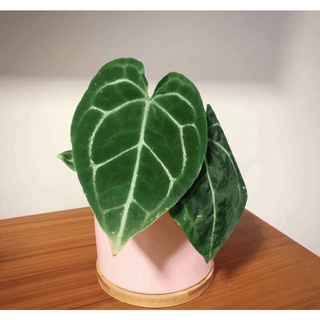 Cây anthurium crystallinum