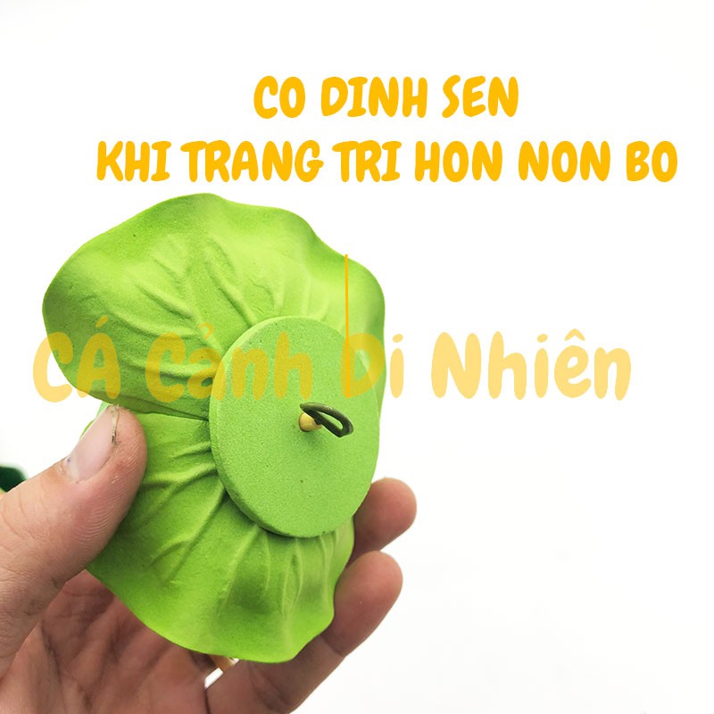 Hoa sen thả nổi mặt nước Size NHỎ BÔNG BÚP trang trí hồ cá cảnh