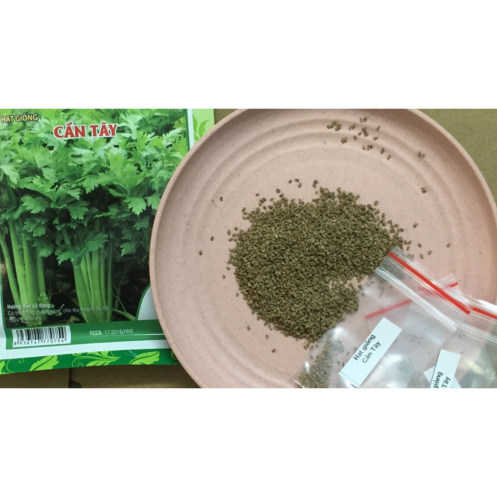 [Bán sỉ] - Hạt giống rau cần tây