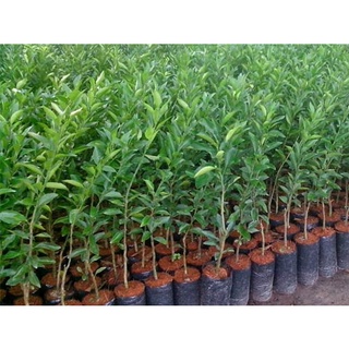 Cây Giống Quýt đường ( quýt ngọt)