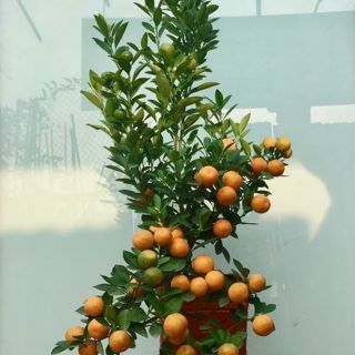 Cây quất, cây tắc đang quả