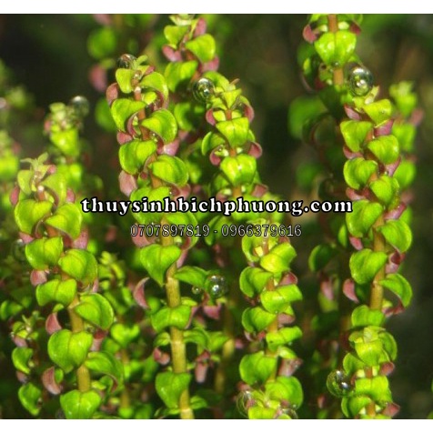 VẨY ỐC NGỌC TRAI - ROTALA PEARL - CÂY THỦY SINH ÁNH TÍM SIÊU XINH