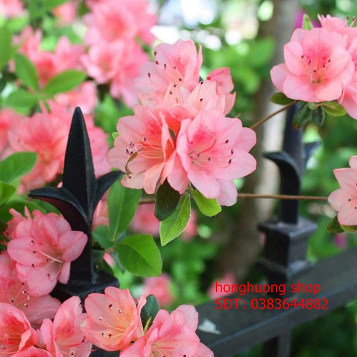 Hạt giống hoa đỗ quyên