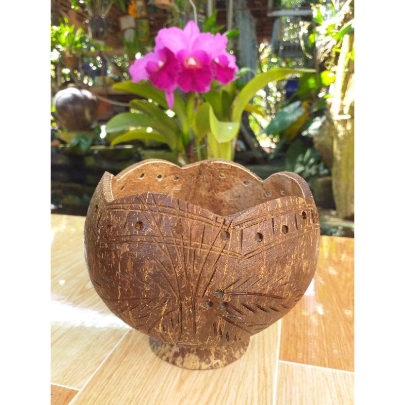 Chậu trồng cây được làm từ gáo dừa 100% thiên nhiên