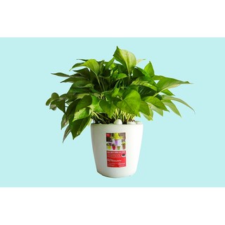 Chậu nhựa tròn cao cấp cỡ lớn