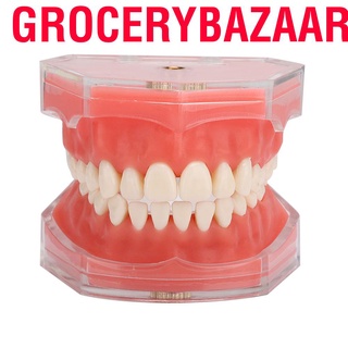 Grocerybazaar Gingiva Model Removable Teeth Soft Oral Demonstrating Dental Practice Teaching Tool