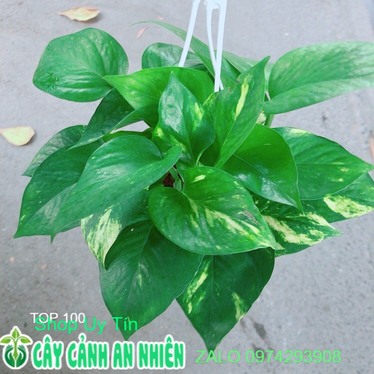 Trầu Bà Thái Xanh Pha Vàng