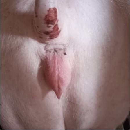 Que Thử Thai Cho Lợn, Độ Chính Xác Cao 90%  Hàng Chuẩn Công Ty