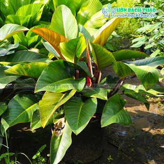 Cây đại đế đỏ (trầu bà đế vương đỏ)