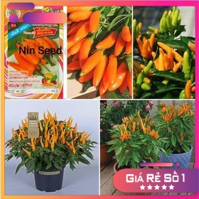 600H - Hạt giống ớt cam siêu cay nhập khẩu thái lan