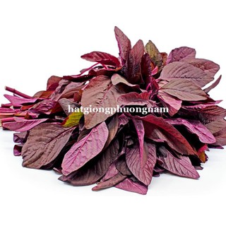 20 GR - hạt giống rau dền đỏ