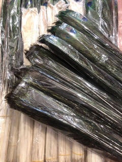 Combo 300 lông công thật