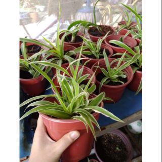 Chậu Cây giống Mẫu Tử