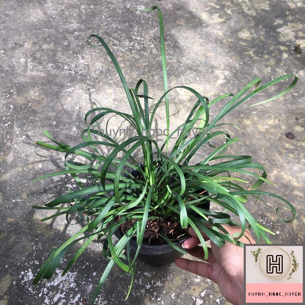 Chậu ngãi kéo khách