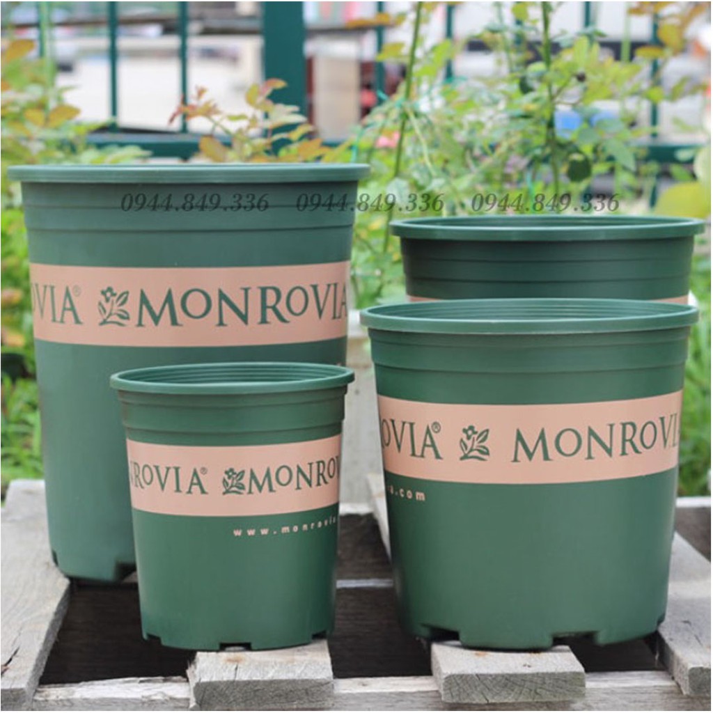 CHẬU NHỰA MONROVIA SỐ 3  - CHẬU NHỰA TRỒNG CÂY CANHR TRONG NHÀ