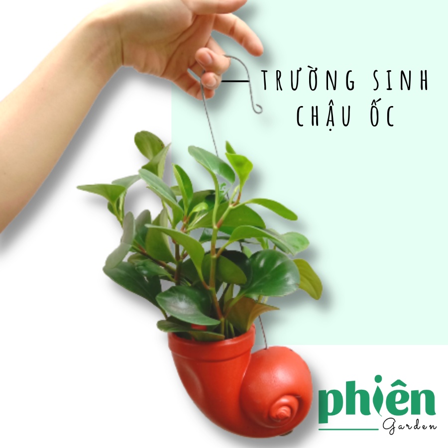 Cây Trường Sinh Xanh để bàn kèm chậu gốm tráng men